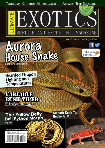 The Variable Bush Viper (Atheris Squamigera) – Ultimate Exotics