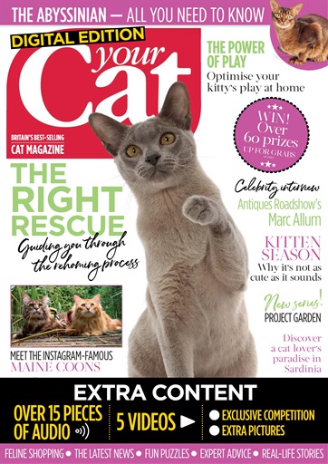 your cat digital issue - top instagram updates you need to know in 2019 march edition