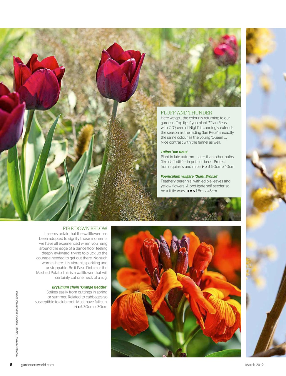 Bbc Gardeners World Magazine March Back Issue