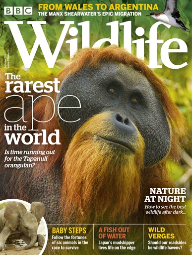 BBC Wildlife Magazine - September 2019 Subscriptions | Pocketmags