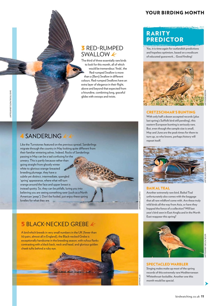 Bird Watching Magazine May 20 Subscriptions Pocketmags