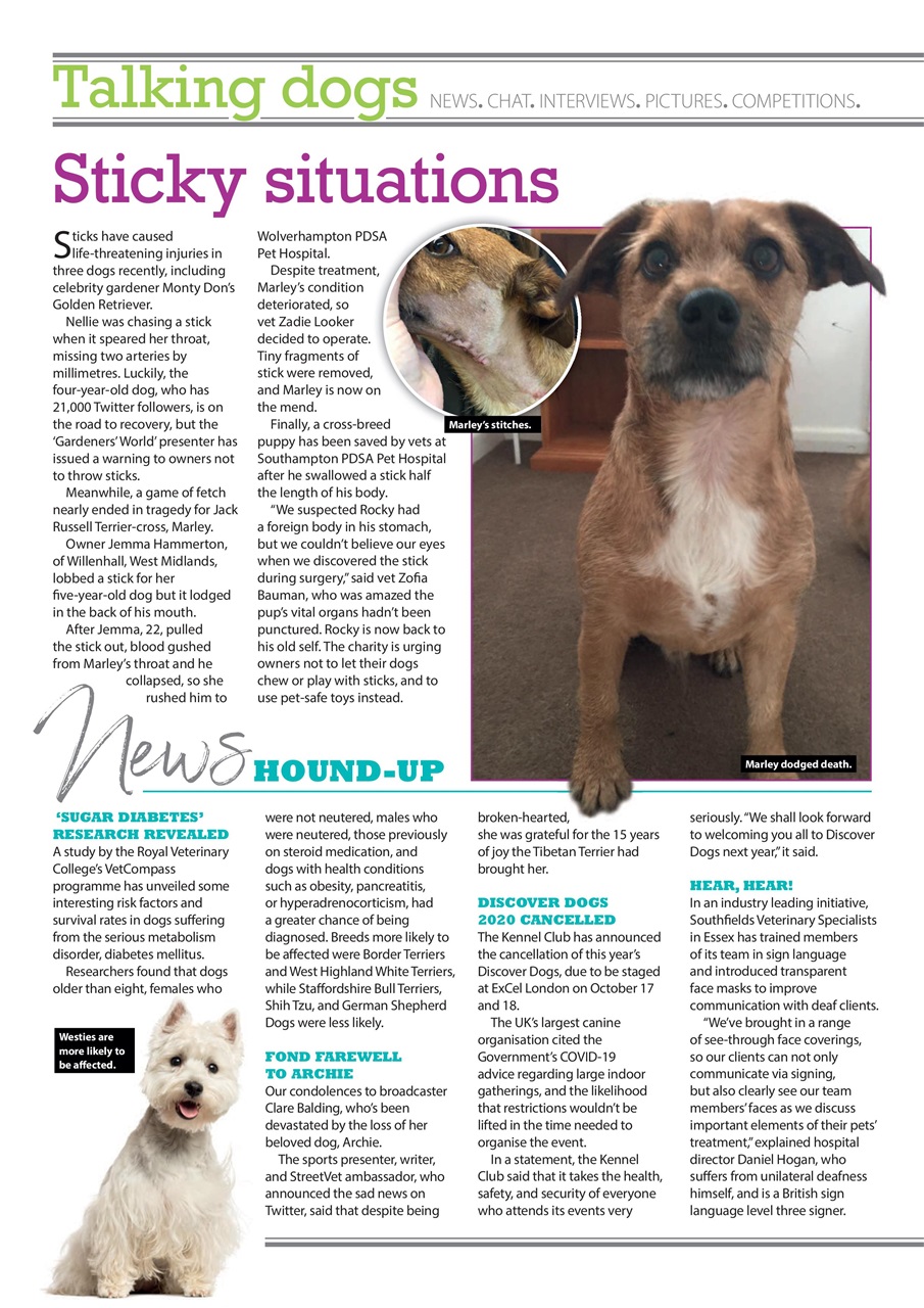 Your Dog Magazine Your Dog Magazine October 2020 Subscriptions