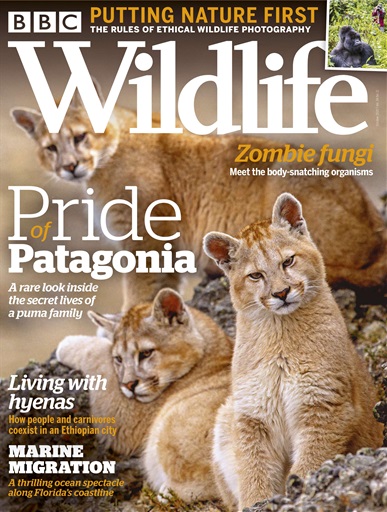 BBC Wildlife Magazine - October 2020 Back Issue