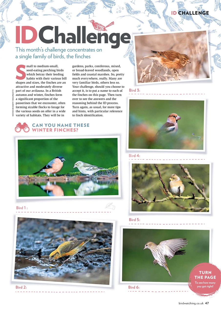 Bird Watching Magazine Nov 20 Subscriptions Pocketmags