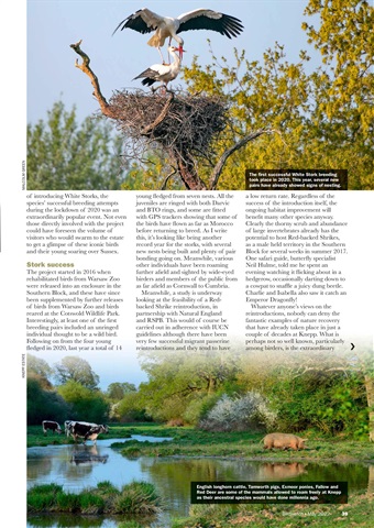 Birdwatch Magazine Preview 39
