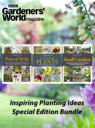 Flowers for Small Gardens  BBC Gardeners World Magazine