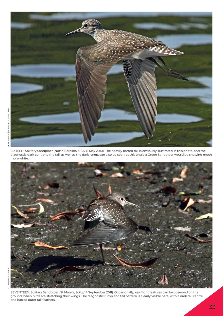 Bird Id Photo Guides Magazine Waders Back Issue