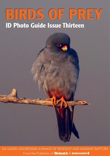 Bird ID Photo Guides Magazine Subscriptions and Birds of Prey Issue