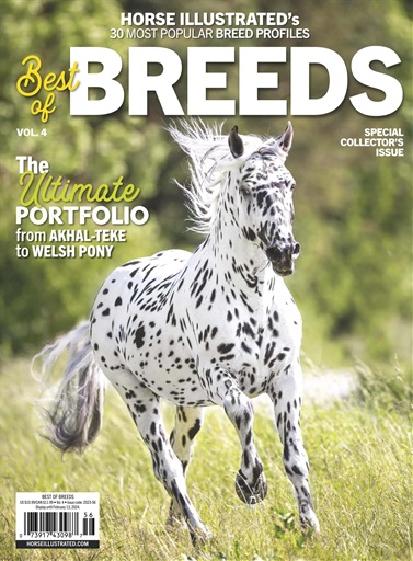 The Appaloosa Horse Breed - Young Rider magazine