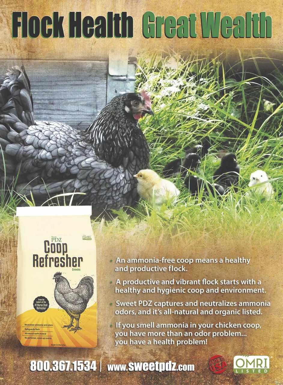 Chickens Magazine 202401 (Chicken Coops and Playgrou Special Issue
