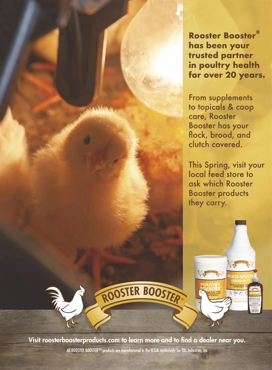 Chickens Magazine 2024 85 Backyard Chickens Special Issue   0099 