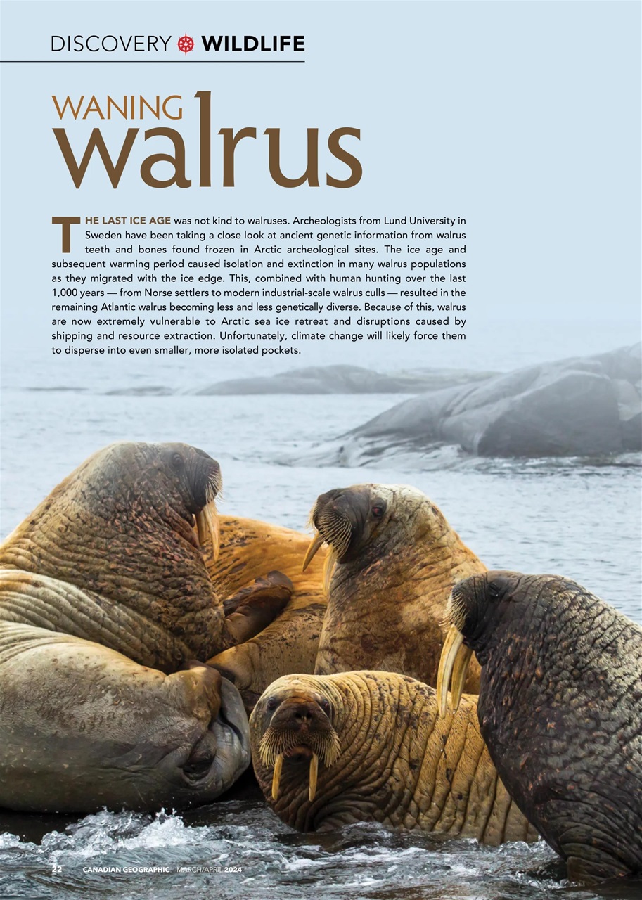 Canadian Geographic Magazine Subscriptions And March April 2024 Issue   0021 