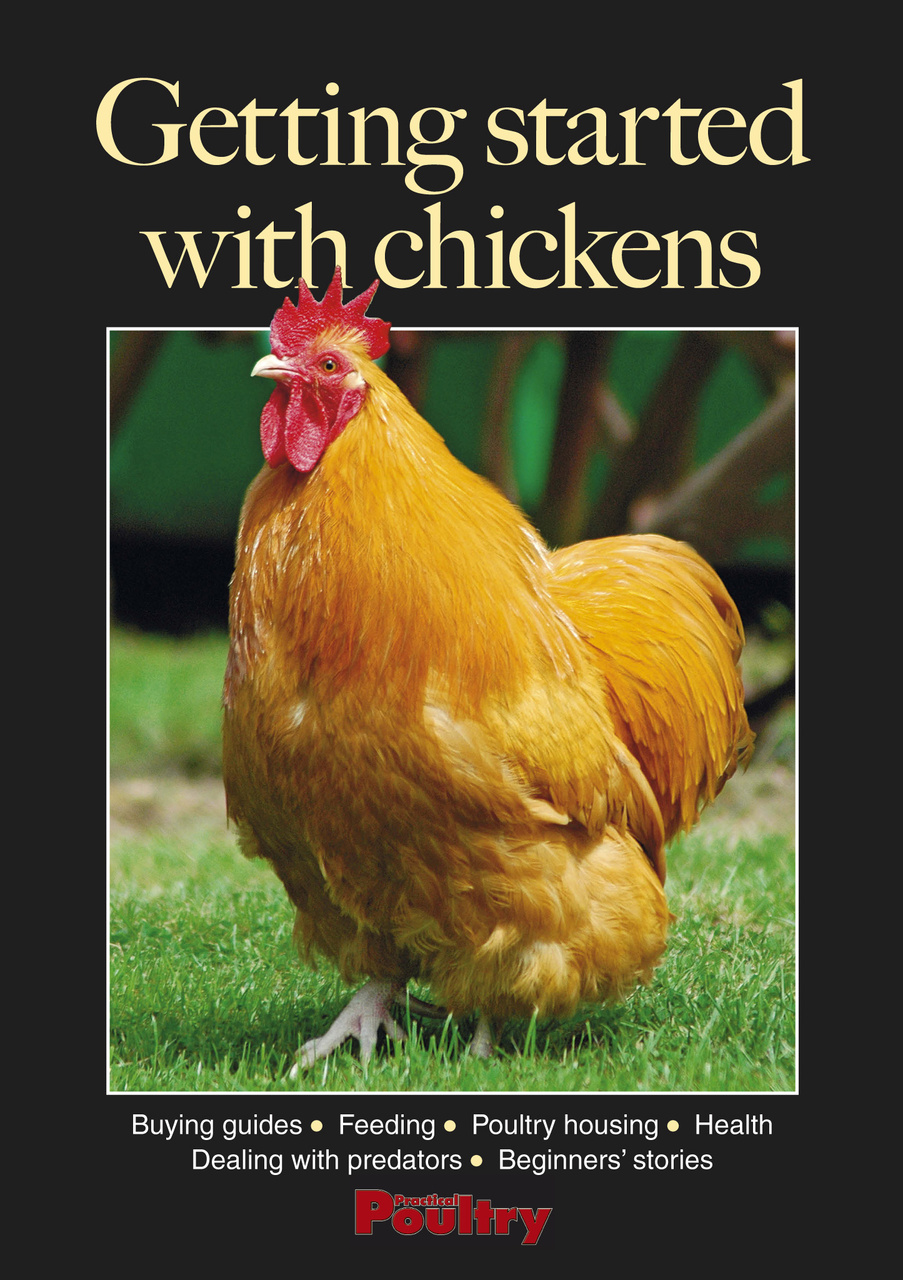 Getting started with chickens Magazine Subscriptions and Getting ...