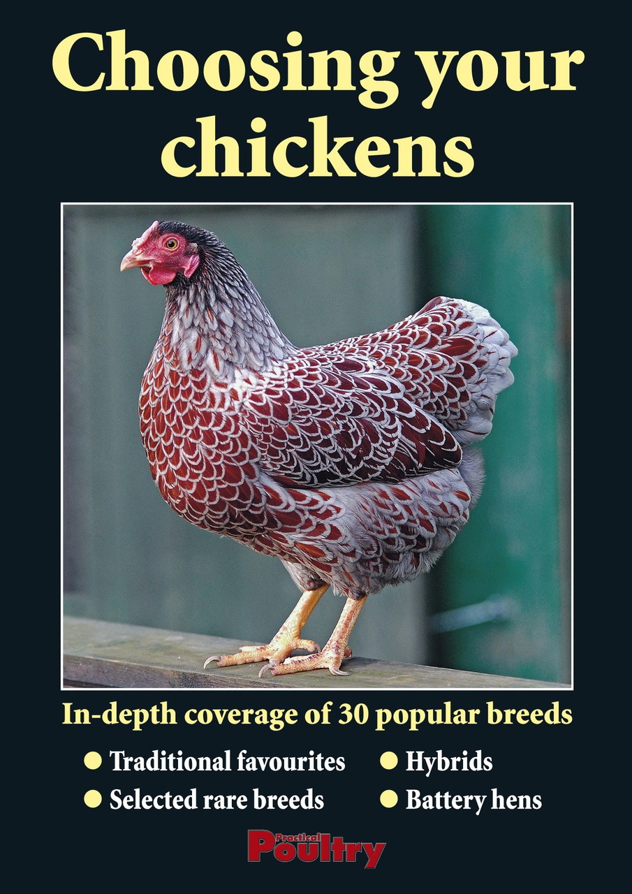 Choosing your chickens Magazine Subscriptions and Choosing your ...