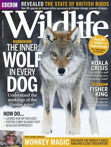 BBC Wildlife Magazine - February 2014 Back Issue