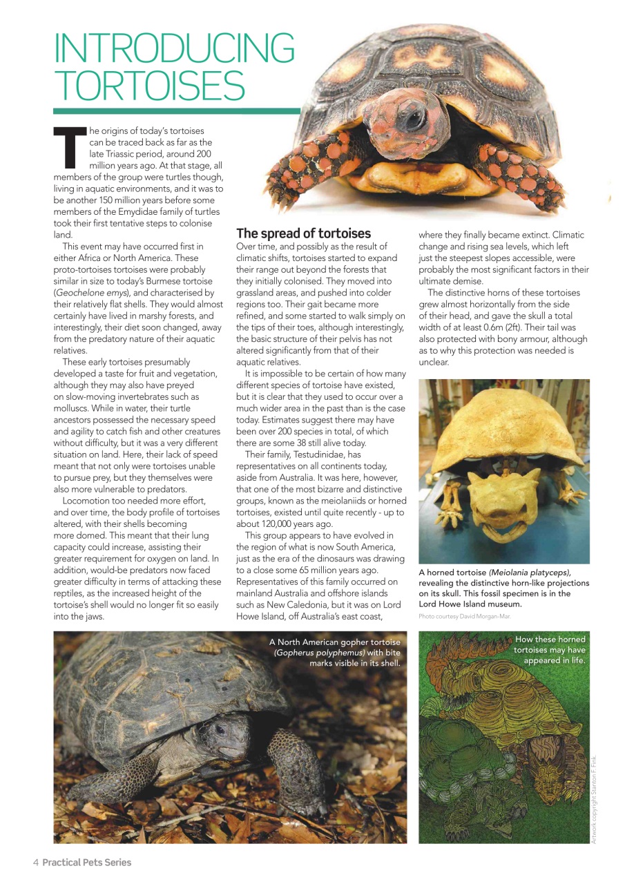 Practical Reptile Keeping Magazine - TORTOISES Understanding and caring ...