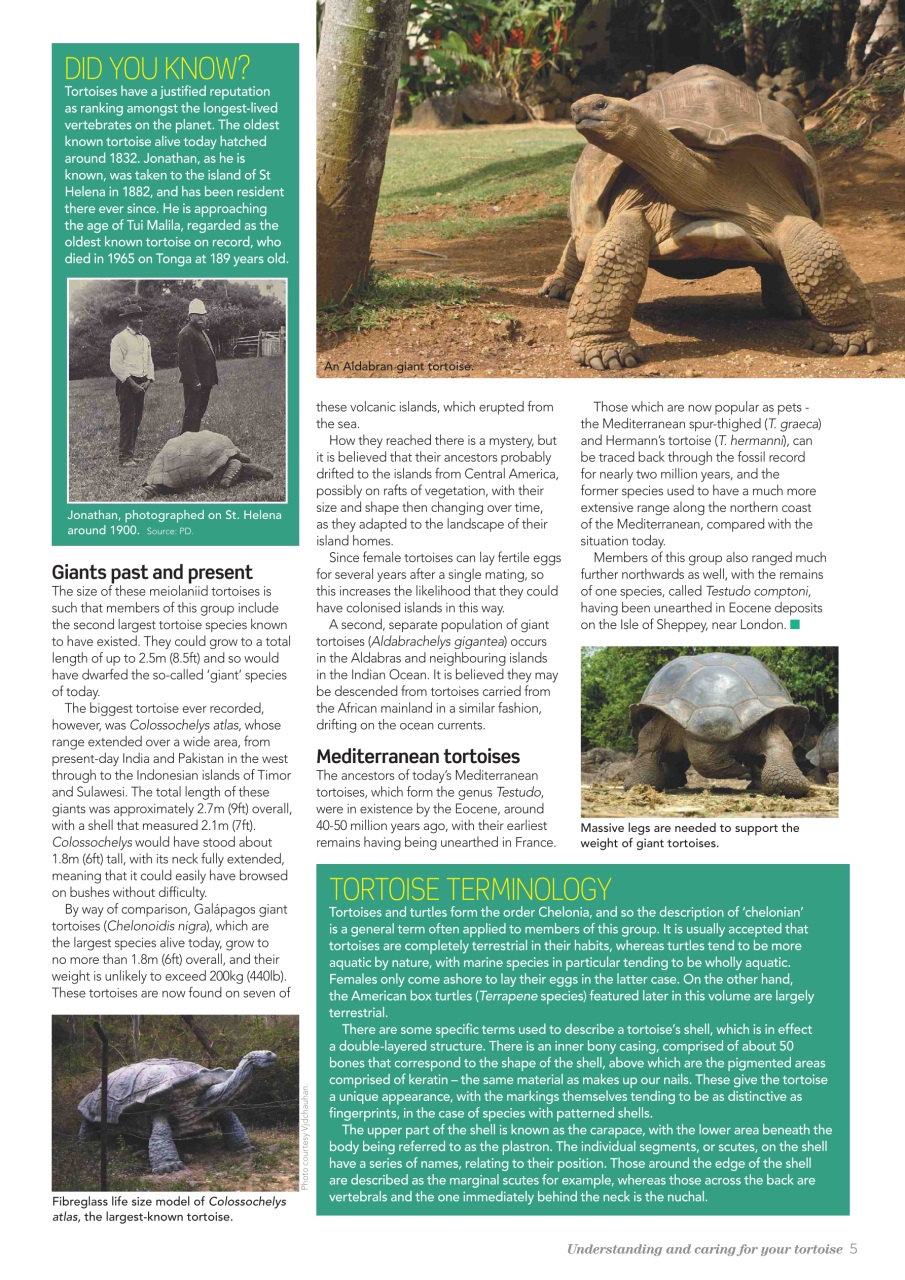 Practical Reptile Keeping Magazine - TORTOISES Understanding and caring ...